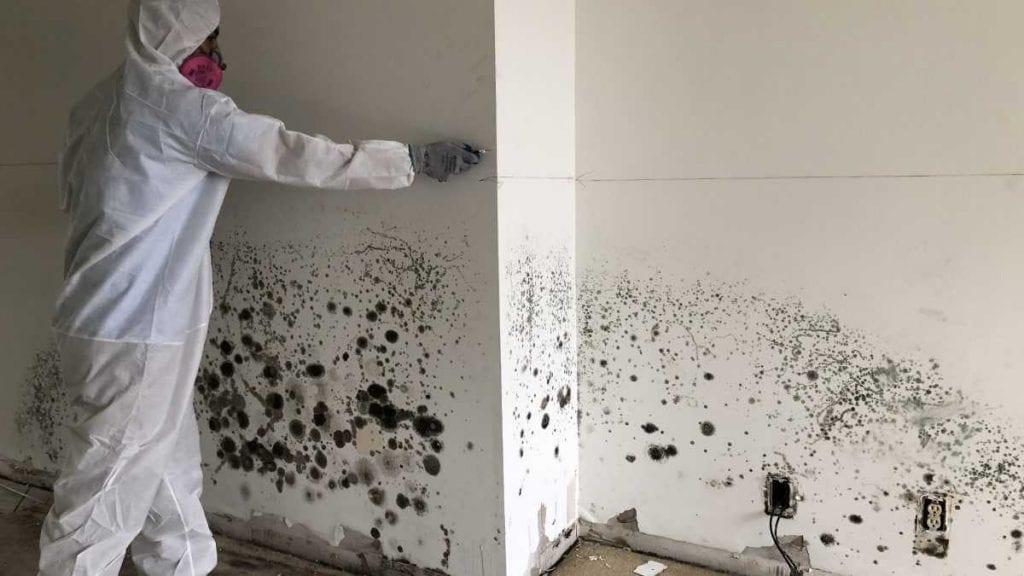 Expert mold remediation contractors